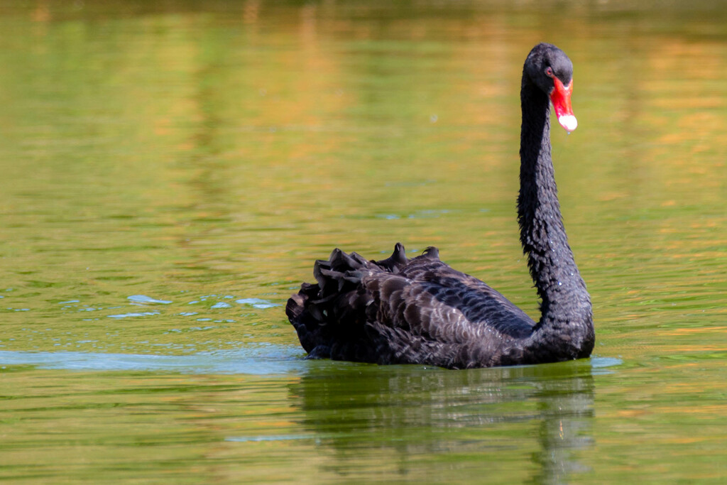 IL CIGNO NERO STA DIVENTANDO BIANCO